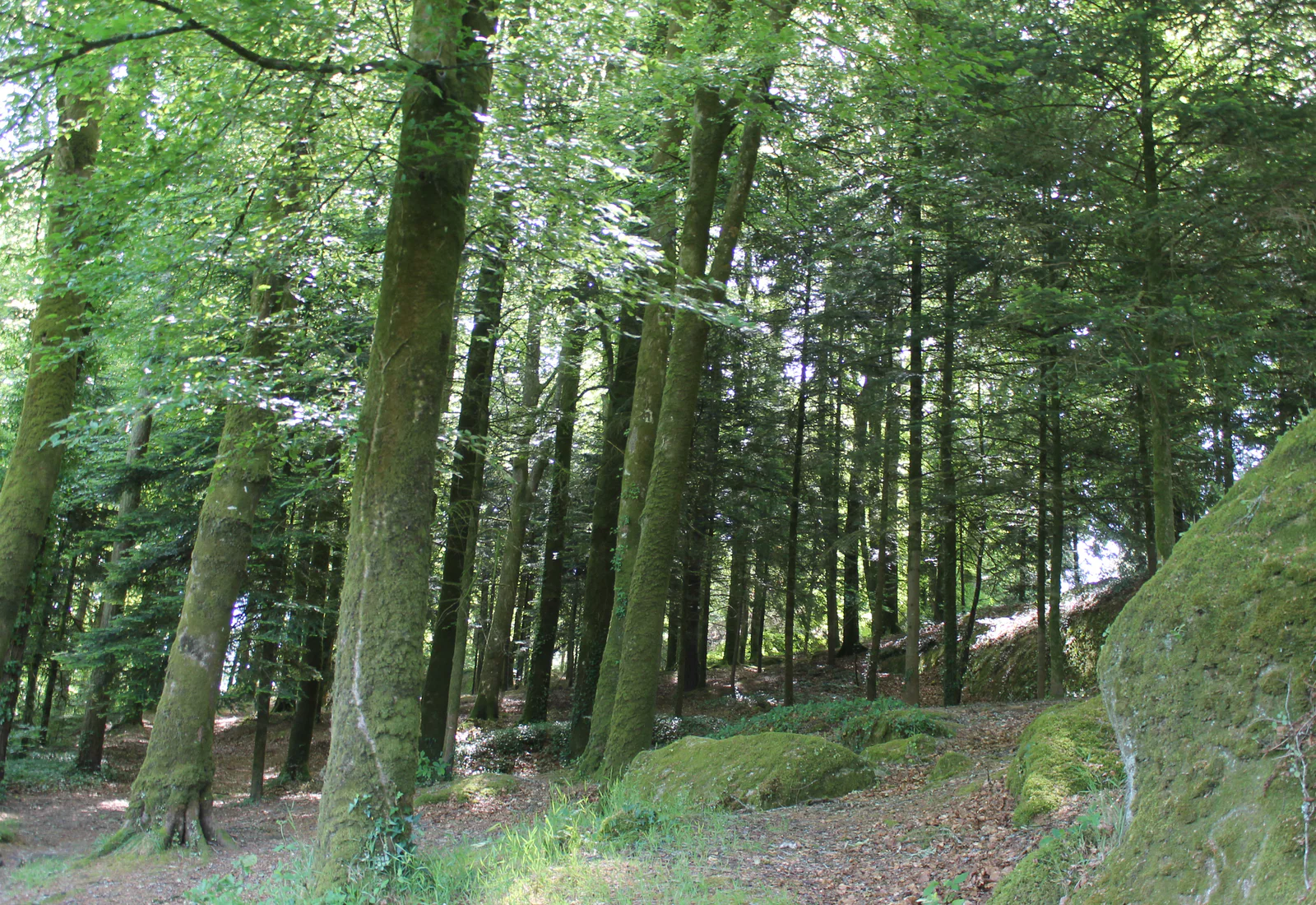 Forêt de Huelgoat